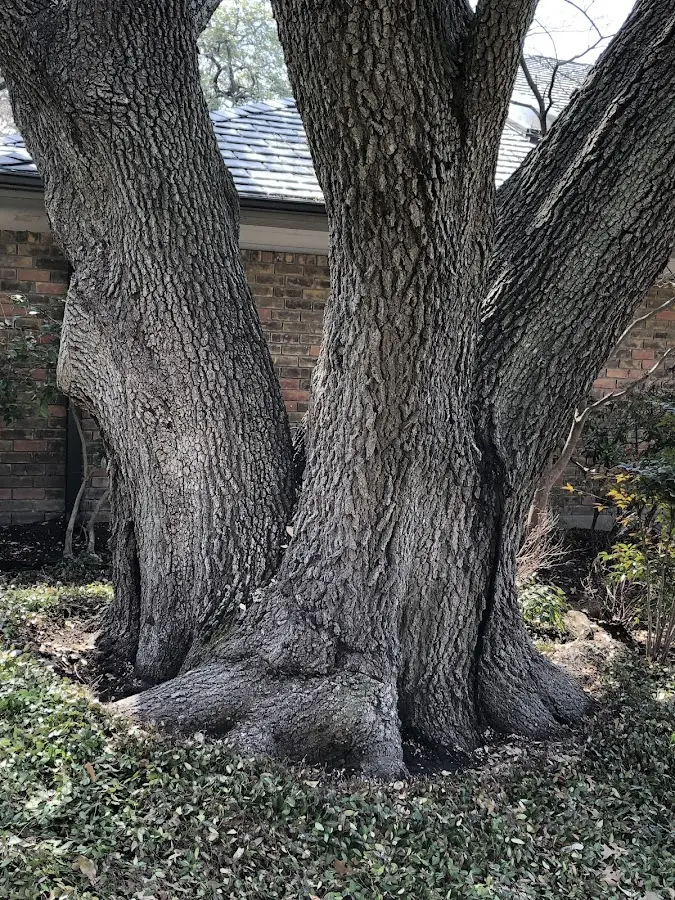 Mature heritage tree close to a Ocoee property cared for by certified arborists